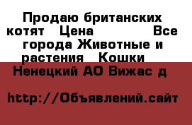 Продаю британских котят › Цена ­ 30 000 - Все города Животные и растения » Кошки   . Ненецкий АО,Вижас д.